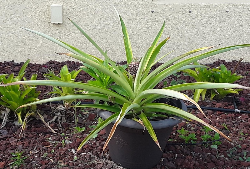 Home Grown Pineapple