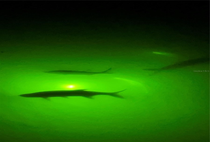 View of fish by the underwater fish light