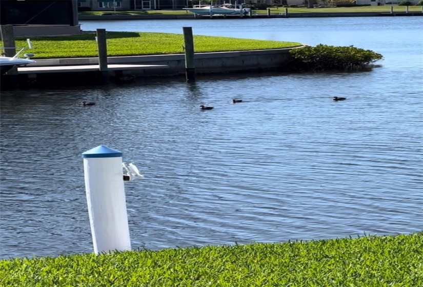 Ducks in canal