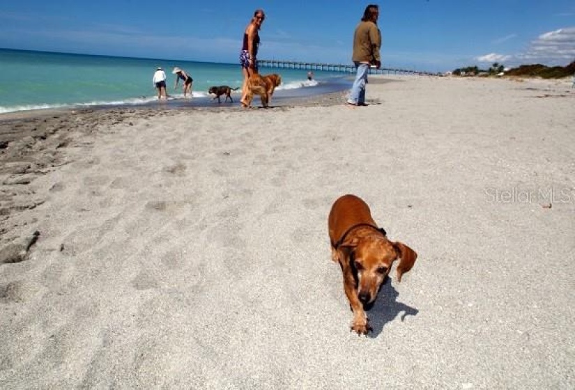 Dog Beach