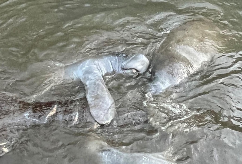 Manatees at South Marina