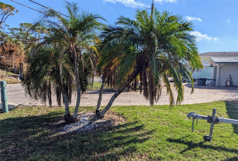 Palm trees are the perfect Florida lifestyle