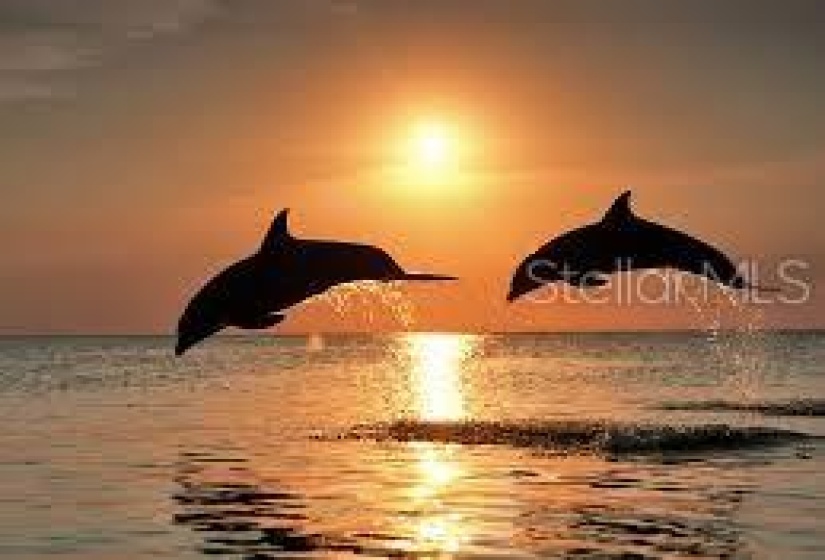 Dolphins with the sunset