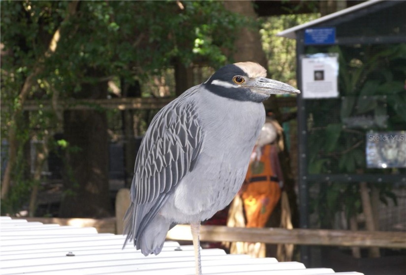 A gorgeous Evening Heron at display at the Peace River Wildlife Center in Punta Gorda.