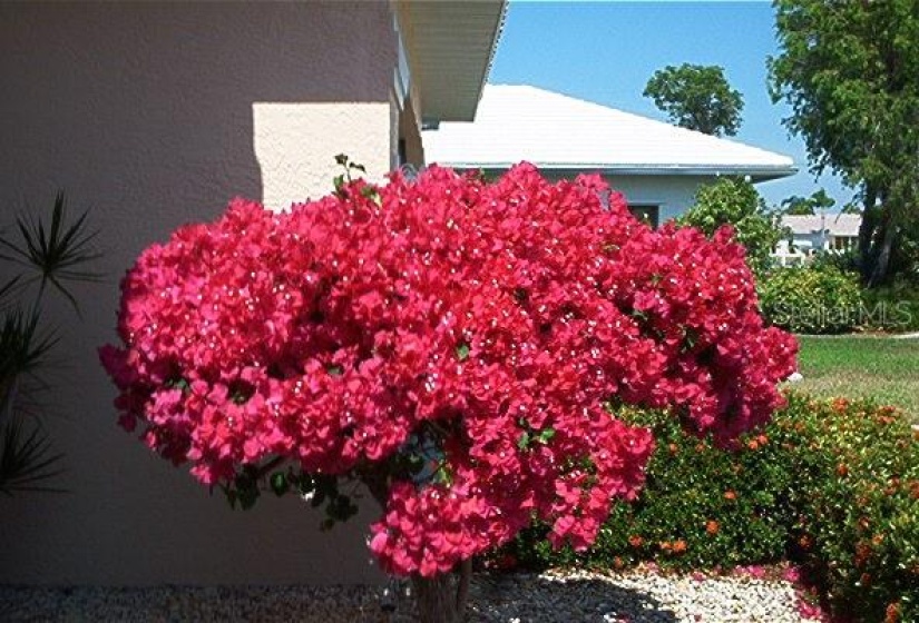 Beautiful shrubs like this could adorn your yard