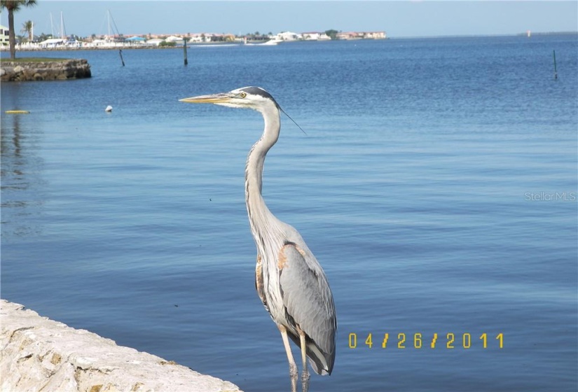 Regally he stands and waits for dinner to swim by