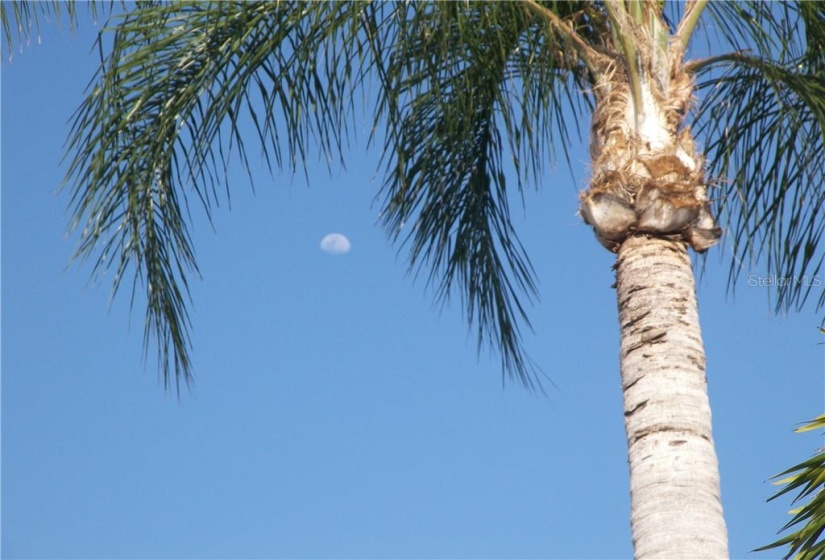 Clear skies, lovely tropical palms and no snow - what more could one want?