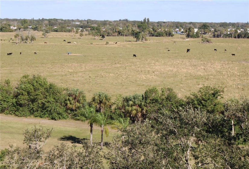 View from patio