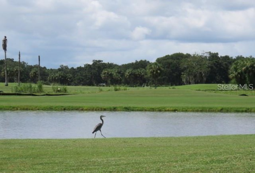 Beautiful golf course community